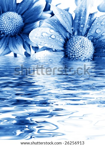 close up daisies