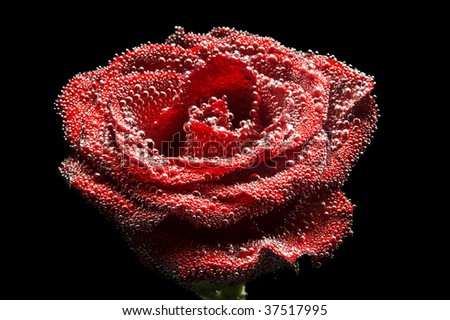 stock-photo-abstract-beautiful-underwater-red-rose-37517995.jpg