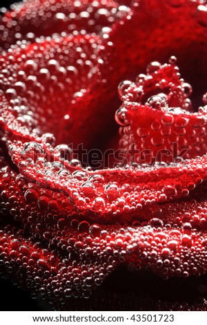stock-photo-abstract-beautiful-underwater-red-rose-43501723.jpg