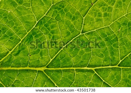 beautiful closeup plant texture background