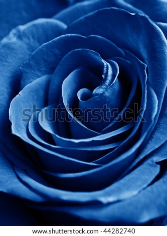 blue rose wallpaper. close up lue rose