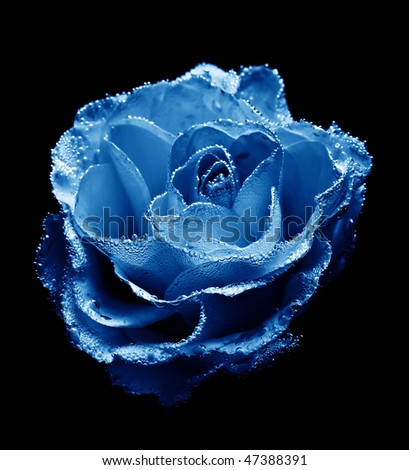 abstract beautiful underwater blue rose