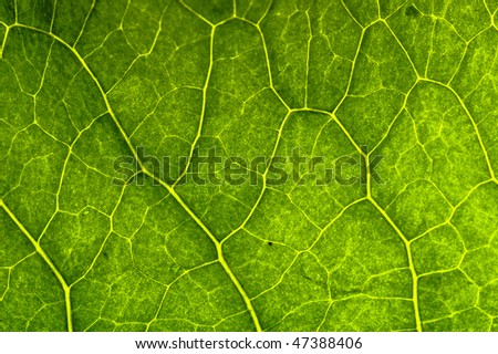 beautiful closeup plant texture background