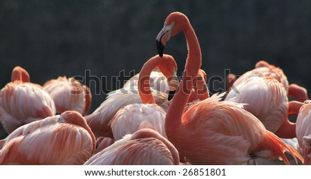 A group of flamingo