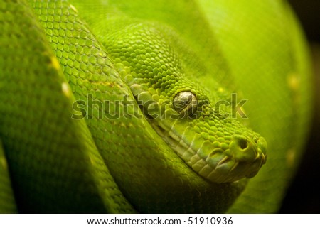 a green snake on the hunt