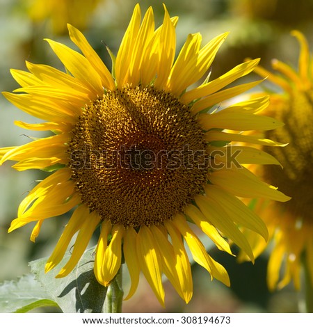 natural field of sunflowers - closeup of one blossoming flower of sunflower in genuine sunny daylight with sunflower field in the background