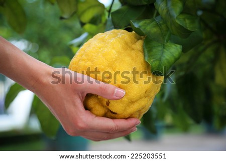 Woman hand holding giant lemon fruit
