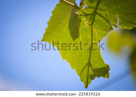 Beautiful vine creeper, wood and sky background