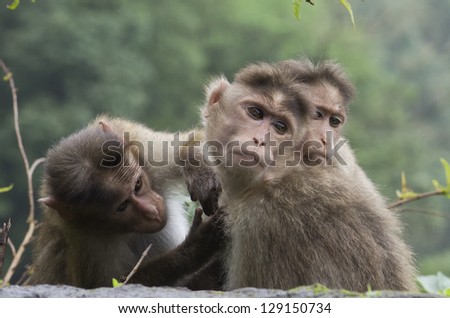 Three monkeys sitting on a ledge. One is grooming the other, searching for flees. Amboli, Western Ghats Maharashtra, India