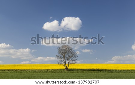 Lone tree in a field in Summer in Cambridgeshire,East Anglia, UK
