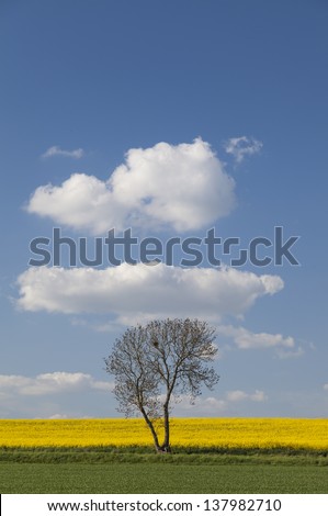 Lone tree in a field in Summer in Cambridgeshire,East Anglia, UK