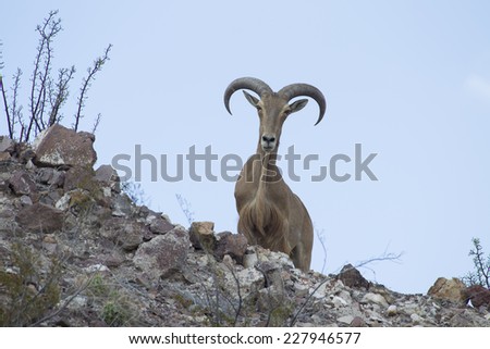 aoudad sheep near the 
