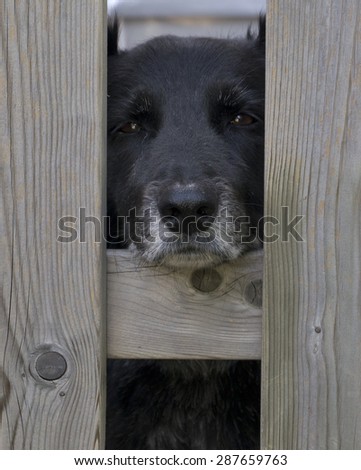 Sad elderly black dog with a grey muzzle peering out between wooden fence posts wishing for its freedom from captivity