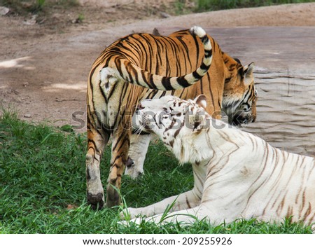 White tiger and orange tiger .