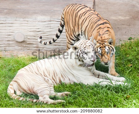 White tiger and orange tiger are snuggle. soft focus