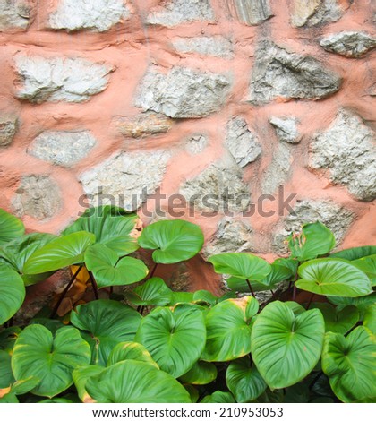 Plant in front of the stone wall