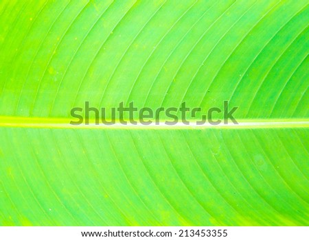 Green banana leaves texture