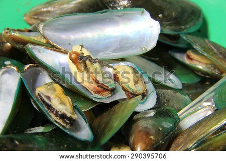 Green mussel background