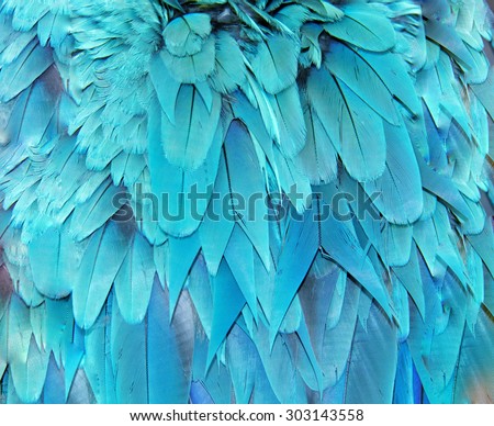 Blue Macaw feather texture background
