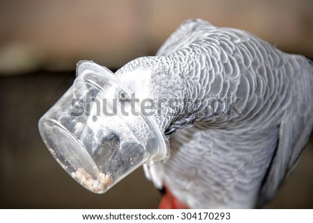 Gray parrot is eating fruit in the plastic cup on the branch