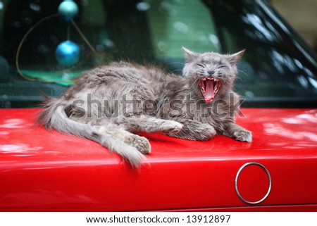 gray fluffy yawning cat on the  boot of the old red car