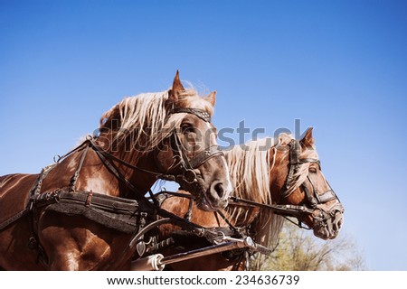 Beautiful shire horses