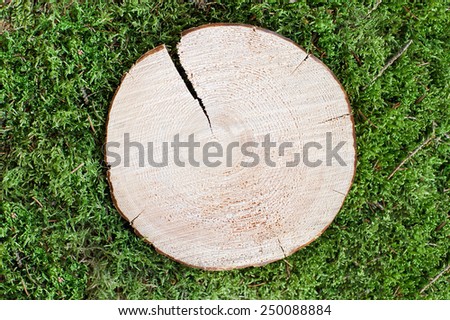 Rough wooden circle cut on a moss