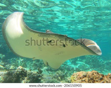 Sting ray, snorkling Tahiti
