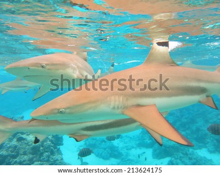 Black-tip reef shark, lagoonarium tour, Moorea island French Polynesia