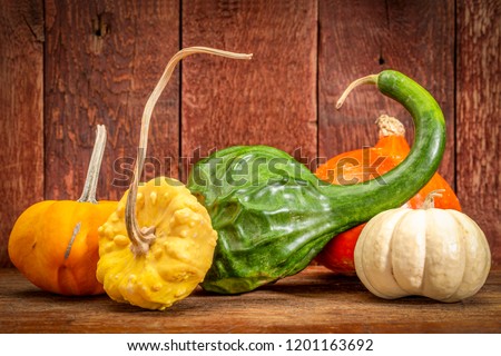 winter squash and ornamental gourds against rustic wood - fall holidays decoration