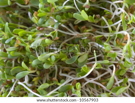 Growing Alfalfa