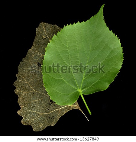 green linden and dry skeleton leaf of poplar tree on black - concept of time passing, old and new life