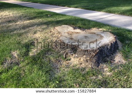 A stump from recently cut big tree on a lawn near sidewalk