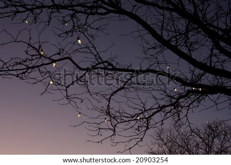 silhouette of leafless tree branches decorated with Christmas lights against sky at dusk