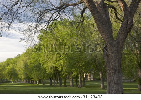 elm tree pictures. old American elm trees at