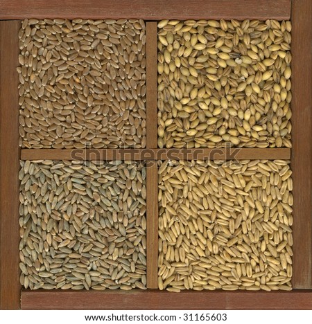 4 cereal grains in a rustic wooden box or drawer, clockwise from upper left - red hard winter wheat, barley, oats, rye