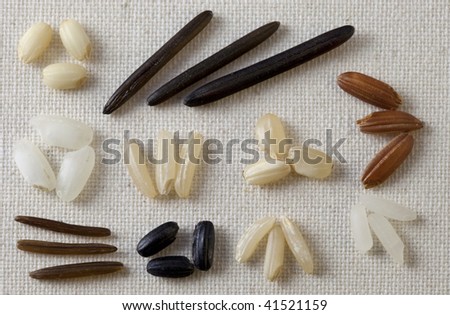 variety of rice grain on art canvas - three seeds from each kind including white and brown rice, long grain, arborio, black forbidden, and wild
