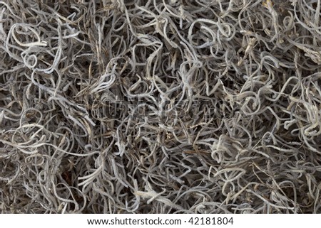 Spanish moss background - a decorative soil cover for retaining moisture and preventing weed growth