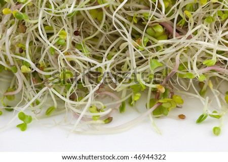 broccoli, clover and radish sprouts with water droplets on white background