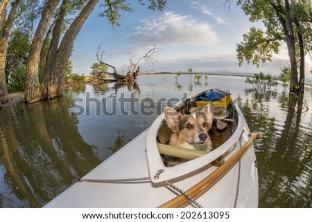 Corgi dog in a decked expedition canoe on a lake in Colorado, a distorted wide angle fisheye lens perspective, Lone Tree reservoir near Loveland, Colorado