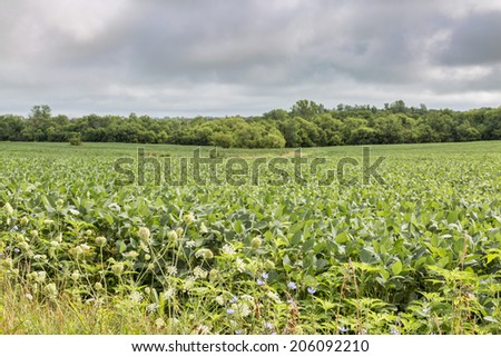 soybean crops in Missouri with wildflowers in front and tree in background