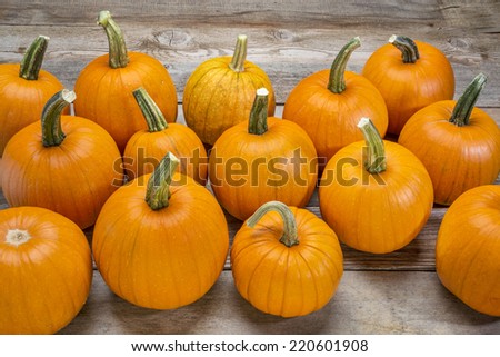 a bunch of small pumpkins on a rustic wood planks - Halloween or autumn holidays background