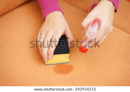 professional cleaner is cleaning stain on sofa with spray bottle and sponge