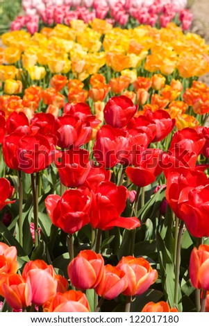 Color flower fields in Holland in the spring