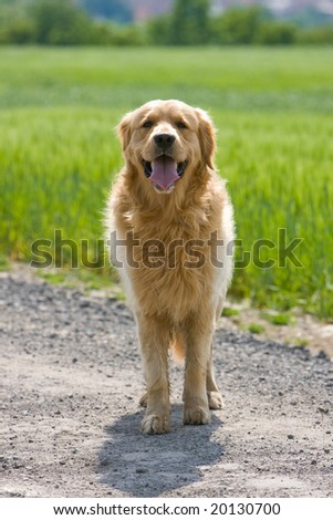Golden retriever standing on the way in front of the field