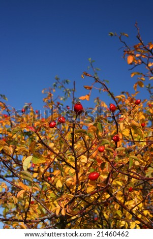 Photo of still-life of rose hip and color leaves with blue sky