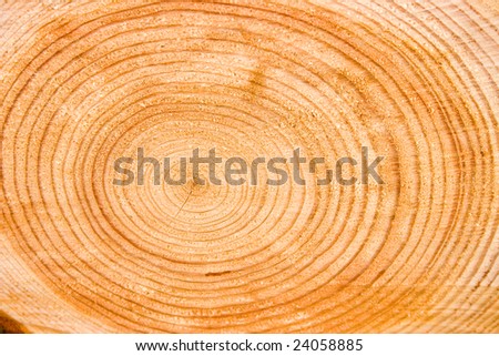 Photo of cut the old tree with annual ring