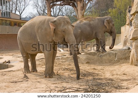Photo of the two elephants in the zoological garden in Czech republic