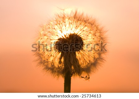 Red fiery Sunset and Dandelion in contra