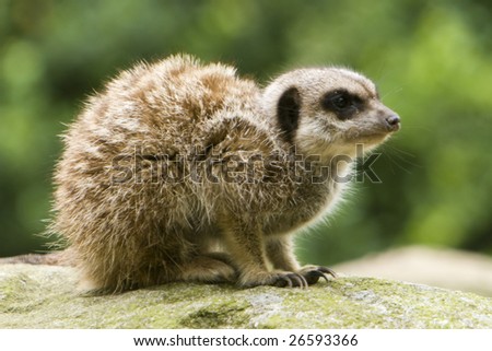 Photo of meerkat in the zoological garden